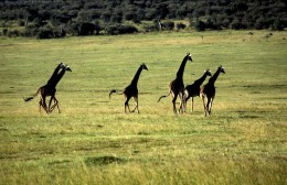 africa-1569703-1279x828